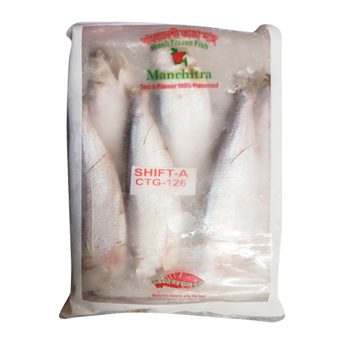 Chapila Indian River Shad